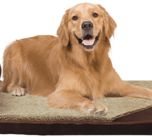 Rectangle bed with Cushion with Pillow Washable